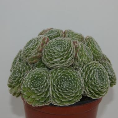 Sempervivum arachnoideum